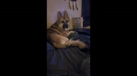 Helpful Dog Fetches Dropped Cigarettes