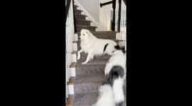 Blind Dog Barks at Deaf Dog
