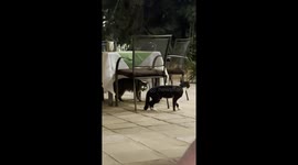 The Loudest Silent Breakup in Cat History