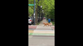 Golden Retriever Walks Himself in Chicago