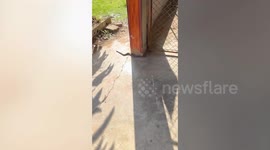 Teacher catches rattlesnake outside classroom