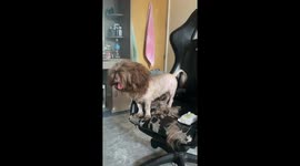 Shih Tzu looks like a lion after body shave