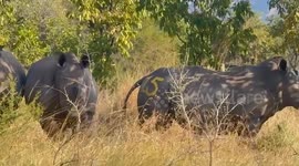 Rwanda: Rwanda relocates endangered white rhinos to Akagera National Park