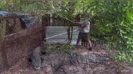 US: Nine Foot Alligator And Dog Fighting Ring Discovered In Jacksonville Drug Bust