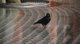A happy crow splashes itself in a fountain