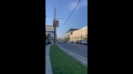 Heartwarming moment drivers patiently wait as geese and goslings cross safely in Los Angeles