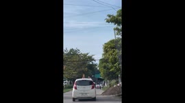 Three dogs ride on tricycle roof in the Philippines