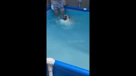 Pug cools off in paddling pool to escape summer heat