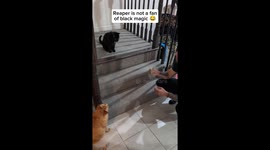 Card trick makes black cat hilariously hiss in pure disgust (22M views!)