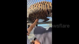 Several tourists pluck tiger fur through a metal fence, believing it wards off evil and protects their home.