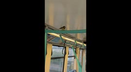 A Great Tit rides the Docklands Light Railway in London