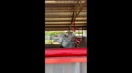 Camel side eyes visitor before letting out hilarious groan