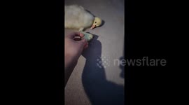 Sulking Duckling Lies Down in Despair After Puppy Steals Its Watermelon Rind