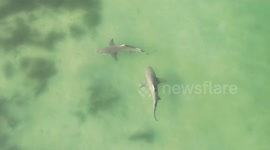 Pair of sharks seen stalking the shoreline on Honeymoon Island