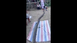 Residents catch 24ft python in village in Indonesia