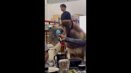 Husky joins work colleagues having drinks and karaoke