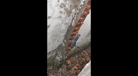 Nimble stray cat climbs brick wall to reach food on top