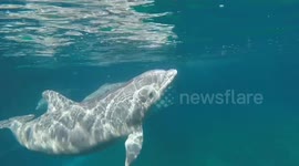 SeaWorld San Diego Welcomes Two Bottlenose Dolphin Calves in 2025