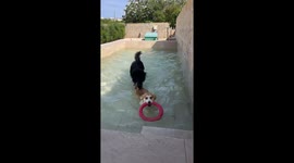 Playful dog pulls tiny friend back into pool in Puglia, Italy
