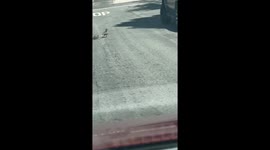 Adorable duck crossing surprises driver in Los Angeles, California, USA