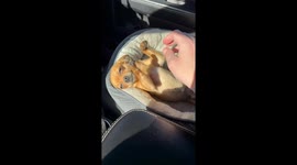 Dog adorably asks for scratches during car ride in Calgary, Alberta, Canada