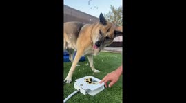 Dog has a blast playing with step-on water fountain in Las Vegas, Nevada