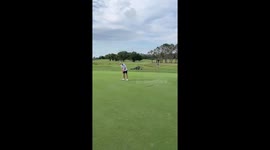 Golfer startled by giant gator at Buffalo Creek Golf Course in Palmetto, Florida