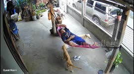 Hammock snaps as man lifts dog in Buri Ram, Thailand