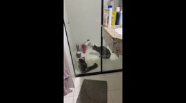 Mouse cornered by two cats in Asunción, Paraguay