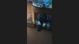 My Nephew, Ladies and Gentlemen