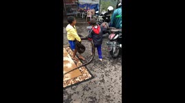 Kids Carry Massive Python