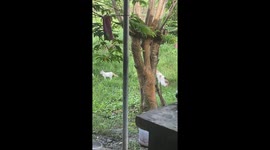 Cats wait in a line for their turn to poop