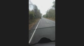 Elephant stops truck to search for food