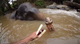 Family enjoy bathing with elephants at Thai resort