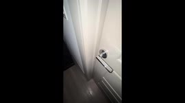 Surprising Dog With a Bark