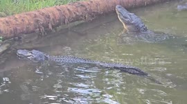 Alligators Bellow and Fight