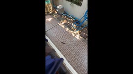 Sun skink crawls through brick walkway beside house