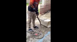 Python lunges at rescuer's chest during operation