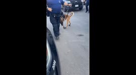 K9 Holland Tests Out New Booties in Commerce City, Colorado