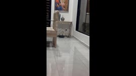 Dad Tries to Help With Huge Spider