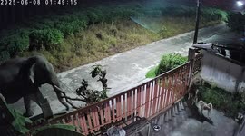 Pet dogs clash with wild elephant before it smashes garden gate
