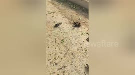 India: Forest department alerted