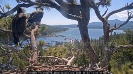 Famous bald eagles become empty nesters as babies take flight