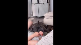 French Bulldog and 2 toddlers on an average morning, very cute!