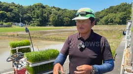 Japan: Japan’s rice prices soar as farmers face rising costs, declining production