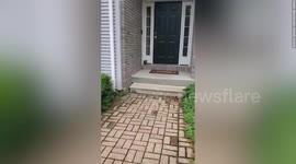 Wet baby raccoon waits at homeowner's door for help after storm