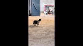 Cat startled by loud tractor noise and walks off in Henan, China