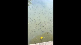Shouting startles still fish in river in Guangdong, China