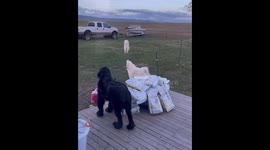Peacock hilariously joins barking dogs at the side of the house in Idaho, USA