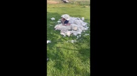 Calm grooming session with a Great Pyrenees in Idaho, USA